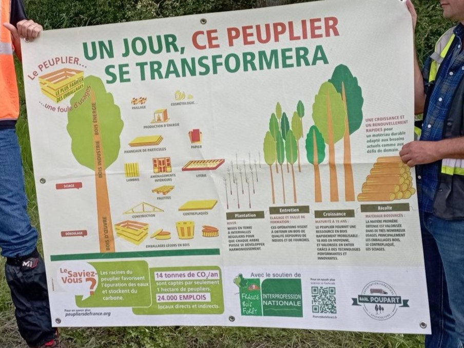 Fibois Grand Est A la découverte du peuplier en Forêt d Orient